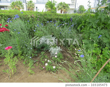 Blue-white cornflowers and white cornflowers 103105473