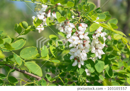 Flower of falseacacia Flower of falseacacia 103105557
