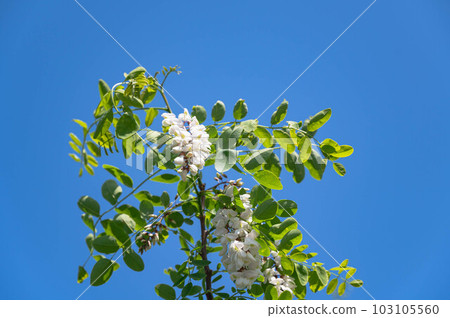 藍天和假洋槐花 103105560