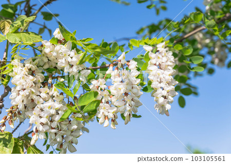 可愛的刺槐花 103105561