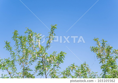 藍天和假洋槐花 藍天和假洋槐花 103105562