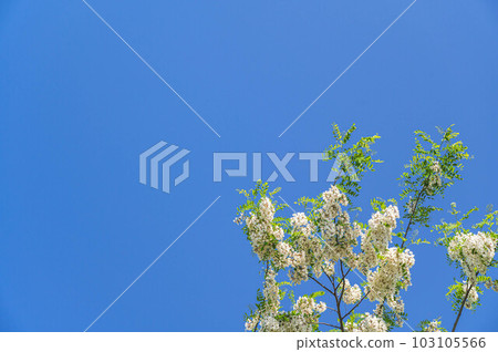 Blue sky and false acacia flowers Blue sky and false acacia flowers 103105566