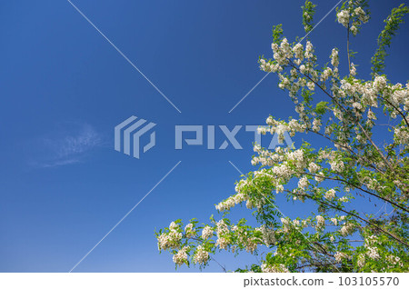 開花的假相思樹 103105570