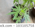 盆栽大麻，形象清新，生長在園藝容器中，健康成長。 103105758
