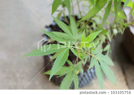 Potted cannabis with a refreshing image that grows in a horticultural container and grows in good health. 103105758
