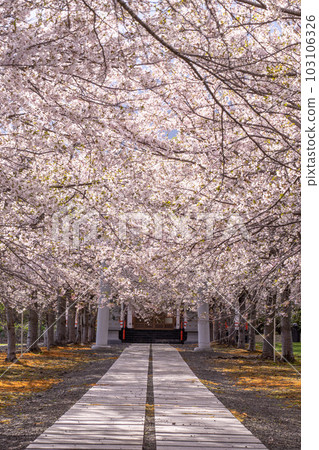 北海道, 小樽, 神社, 海, 手宮公園, 寺院, 櫻花, 櫻花樹, 染井吉野 103106326