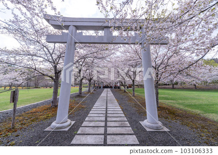 Hokkaido, Otaru, Shrine, Sea, Temiya Park, Temple, Cherry Blossoms, Cherry Blossom Trees, Someiyoshino Hokkaido, Otaru, Shrine, Sea, Temiya Park, Temple, Cherry Blossoms, Cherry Blossom Trees, Someiyoshino 103106333
