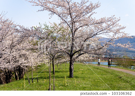 北海道, 小樽, 神社, 海, 手宮公園, 寺院, 櫻花, 櫻花樹, 染井吉野 103106362