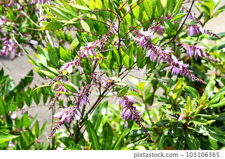 丹藤 (Niwafuji) 103106365