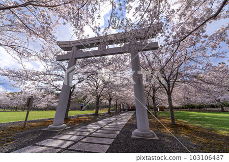 Hokkaido, Otaru, Shrine, Sea, Temiya Park, Temple, Cherry Blossoms, Cherry Blossom Trees, Someiyoshino 103106487