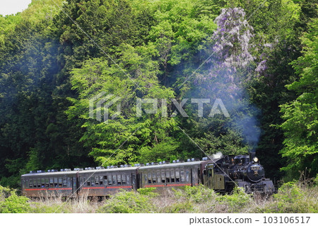 Steam locomotive train Moka and mountain wisteria blooming forest scenery in the background 103106517