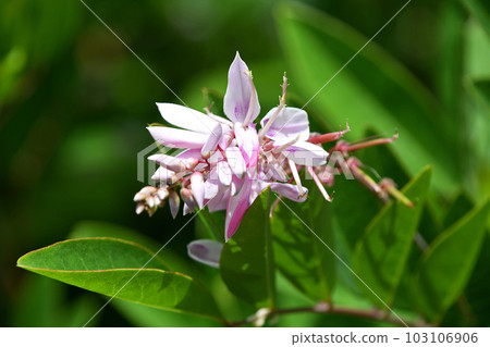 Niwafuji (Niwafuji) Niwafuji (Niwafuji) 103106906