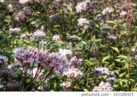 紫莖澤蘭菌落 紫莖澤蘭菌落 103106925