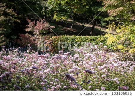 紫莖澤蘭菌落 紫莖澤蘭菌落 103106926
