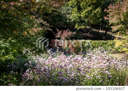 紫莖澤蘭菌落 紫莖澤蘭菌落 103106927