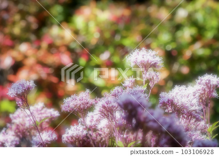 紫莖澤蘭菌落 紫莖澤蘭菌落 103106928