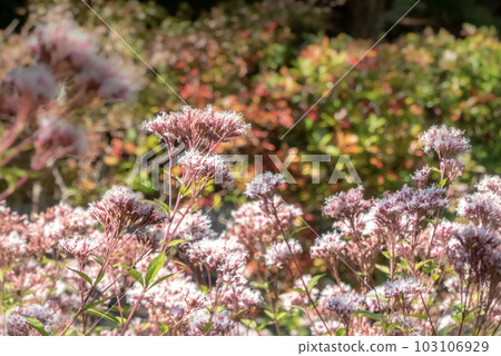 紫莖澤蘭菌落 紫莖澤蘭菌落 103106929