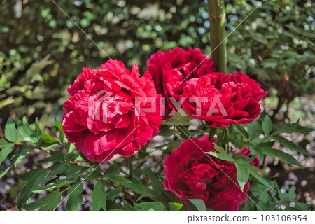 big red button 103106954