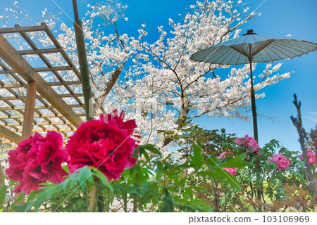 Beautiful scenery only in spring Beautiful scenery only in spring 103106969