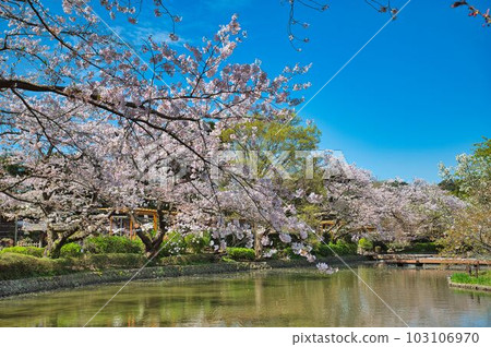 Somei Yoshino cherry blossoms jutting out to the surface of the water Somei Yoshino cherry blossoms jutting out to the surface of the water 103106970