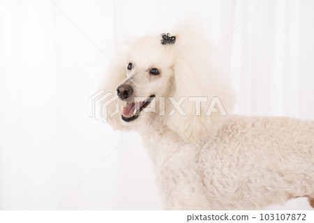微笑的中型貴賓犬的半身像 微笑的中型貴賓犬的半身像 103107872
