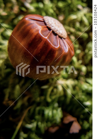 Acorns on an autumn hike Acorns on an autumn hike 103108424