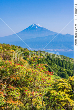 (Shizuoka Prefecture) Mt.Fuji over Suruga Bay from Mt. 103108481