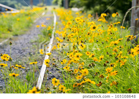 [Abandoned railroad tracks] Endless railroad tracks and lanceolata 103108648