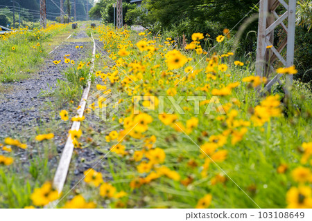 [Abandoned railroad tracks] Endless railroad tracks and lanceolata 103108649