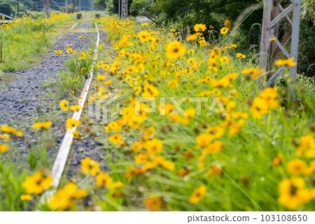[Abandoned railroad tracks] Endless railroad tracks and lanceolata 103108650