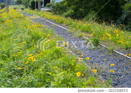 [Abandoned railroad tracks] Endless railroad tracks and lanceolata 103108653