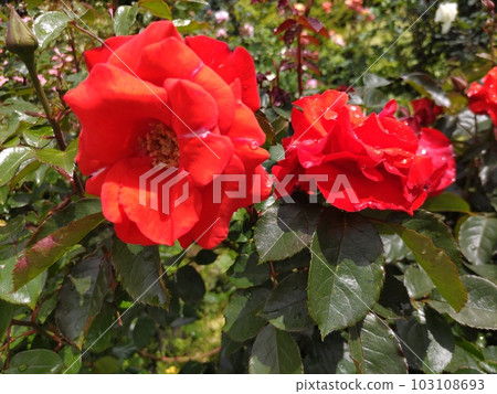 Orange roses blooming in the rose garden 103108693