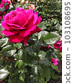 A deep pink rose standing dignifiedly in the rose garden 103108695