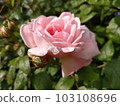 dark pink rose with shade 103108696