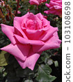 A pink rose soaked in the rain 103108698