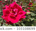 dark red roses and buds 103108699