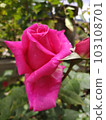 dark pink rose bud 103108701