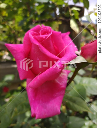 深粉色玫瑰花蕾 103108701