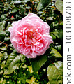 pink rose with small petals 103108703