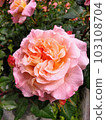 Yellow and pink roses wet with rain 103108704