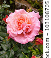 A pink rose after the rain with dripping drops 103108705