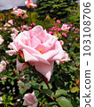 Blooming rose petals in a rose garden 103108706