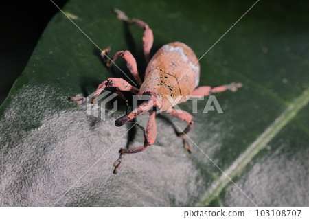 生物 昆蟲 平山象鼻蟲，一種美麗的南方象鼻蟲。棲息地：琉球群島和伊豆群島 103108707