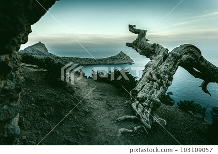 Tree growing near edge of steep rock. Mountains & Black Sea are on background. Novyi Svit, Crimea. Ukraine. Tree growing near edge of steep rock. Mountains & Black Sea are on background. Novyi Svit, Crimea. Ukraine. 103109057