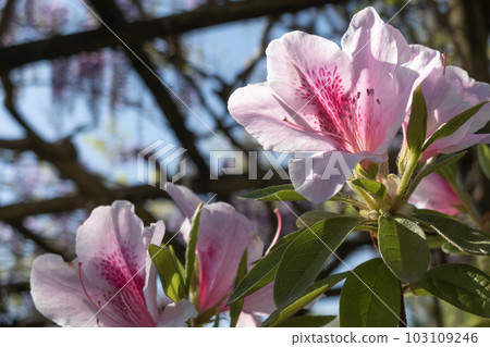 Pink azaleas shining in the spring sunshine 103109246