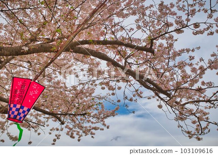 燈籠和吉野櫻 103109616