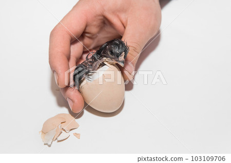 A farmer's hand helps a newborn little cute chicken chick get out of a chicken hatching egg on a white background A farmer's hand helps a newborn little cute chicken chick get out of a chicken hatching egg on a white background 103109706