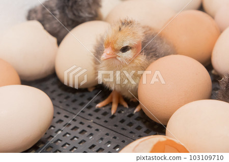 Yellow newborn chicken cute small chick near hatching eggs in incubator, close-up poultry farming 103109710