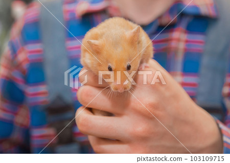 Red hamster domestic rodent pet close-up in hand Red hamster domestic rodent pet close-up in hand 103109715
