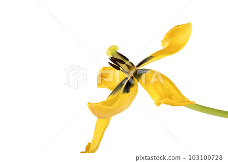 A faded bud of a yellow tulip on a white background with space for text. 103109728